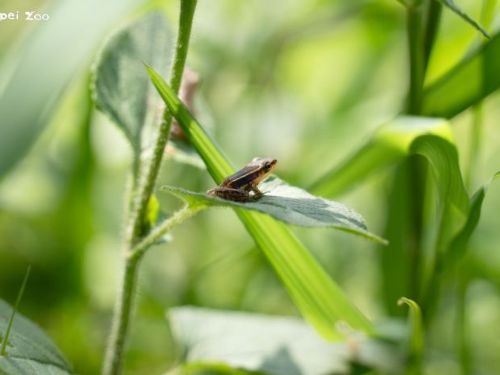 春日蛙聲響起！認識臺北赤蛙的生命故事，一起守護濕地與水域環境